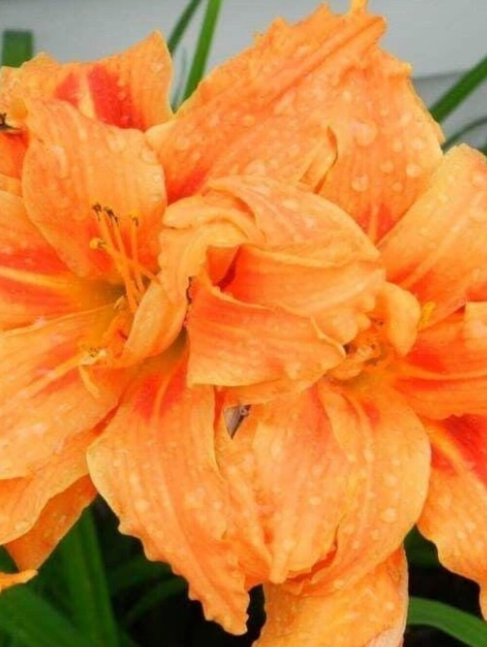 Connie Key Cover Free Kwanso Daylily Perennial Plant Root